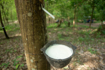 aus Kautschuk- Milch werden reine Naturlatex- Matratzen gefertigt